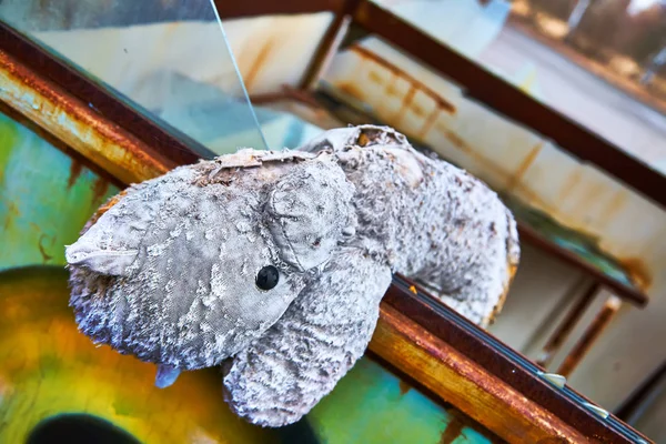 Jardín de infancia abandonado en la zona exclusiva de Chernobyl. Pueblo de Kopachi. Juguetes perdidos. Violencia contra los niños. Abuso sexual Atmósfera de miedo y soledad. Ucrania . — Foto de Stock