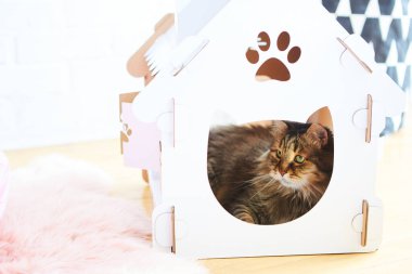 Kedi yuvasında kedi var. Sığ dof