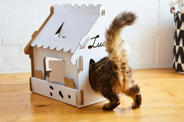 Cat in the cat house. Shallow dof — Stock Photo, Image