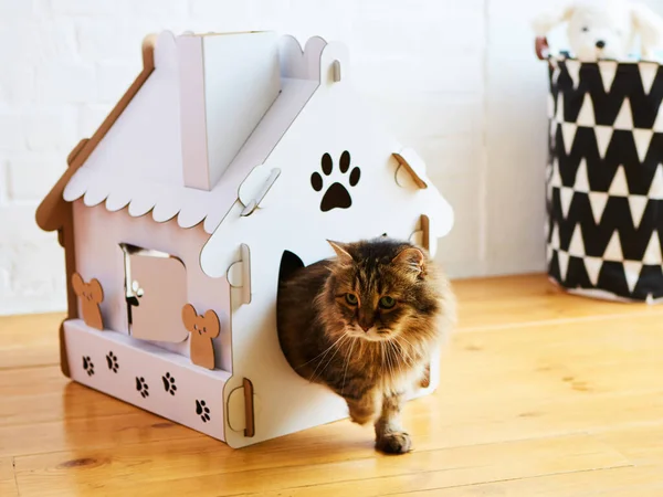 Кот в кошачьем домике. Shallow dof — стоковое фото