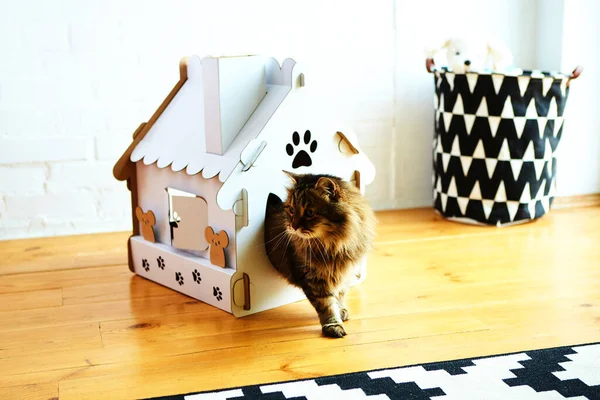 Кот в кошачьем домике. Shallow dof — стоковое фото