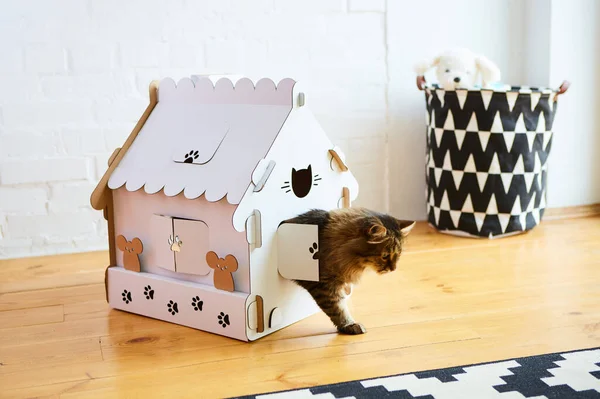 Cat in the cat house. Shallow dof — Stock Photo, Image