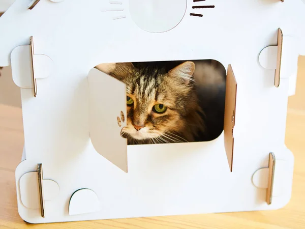 Gatto nella casa dei gatti. Dof poco profondo — Foto Stock