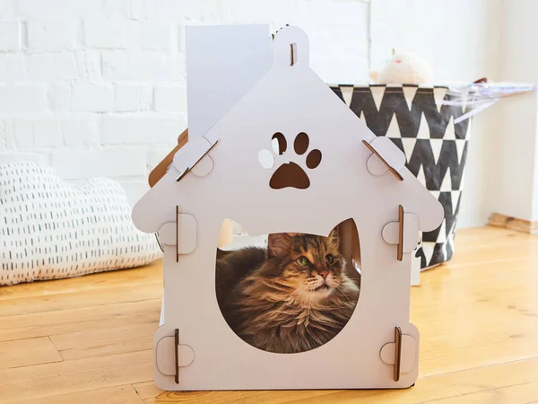 Cat in the cat house. Shallow dof — Stock Photo, Image