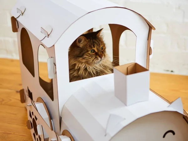 Cat in the cat house. Shallow dof — Stock Photo, Image