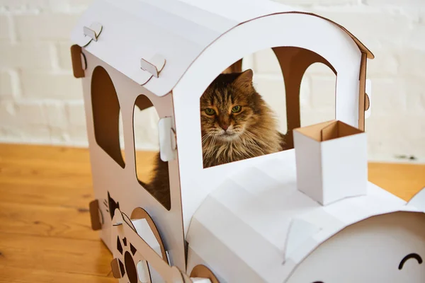 Cat in the cat house. Shallow dof — Stock Photo, Image