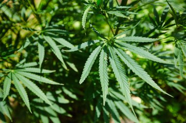 Tıbbi Kenevir dışarıda bırakılıyor. Sığ dof