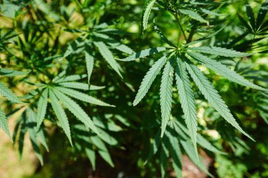 Tıbbi Kenevir dışarıda bırakılıyor. Sığ dof