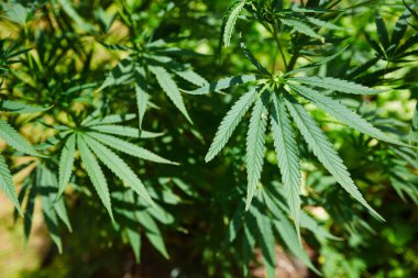 Tıbbi Kenevir dışarıda bırakılıyor. Sığ dof