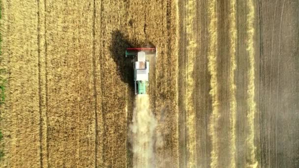 Vista aérea de la cosecha de trigo. Drone tiro volando sobre tres cosechadoras que trabajan en el campo de trigo — Vídeo de stock