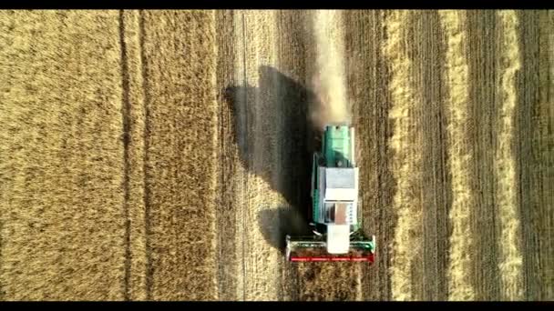 Vista aérea da colheita de trigo. Drone tiro voando sobre três combinam colheitadeiras que trabalham no campo de trigo — Vídeo de Stock