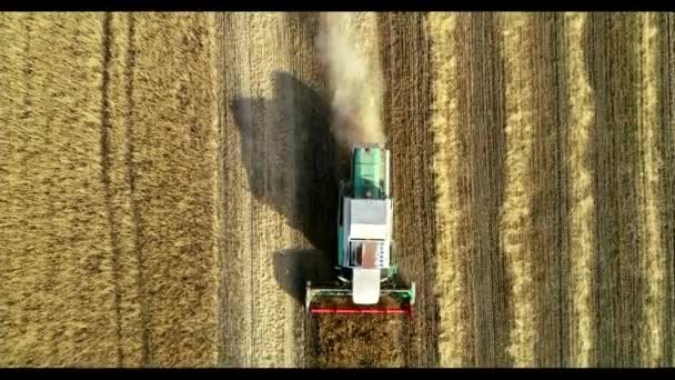 Vista aérea de la cosecha de trigo. Drone tiro volando sobre tres cosechadoras que trabajan en el campo de trigo — Vídeos de Stock