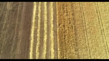 Buğday hasadının havadan görünüşü. Üç buğday tarlasında çalışan hasatçıların üzerinde uçan drone atışı.