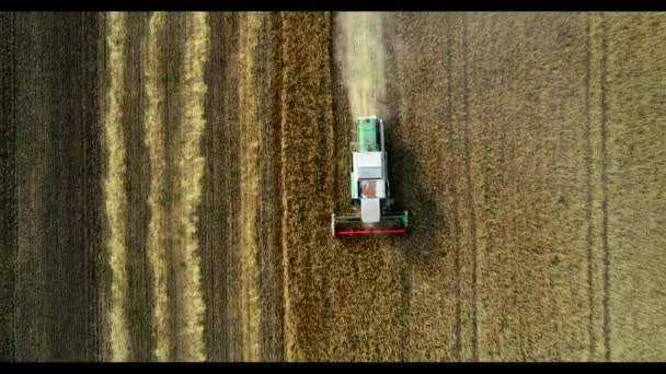 Aerial view of wheat harvest. Drone shot flying over three combine harvesters working on wheat field. — Stock Video