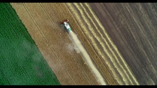 Buğday hasadının havadan görünüşü. Üç buğday tarlasında çalışan hasatçıların üzerinde uçan drone atışı. — Stok video