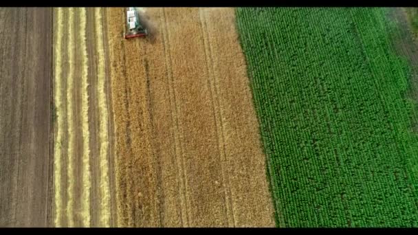 Вид с воздуха на сбор пшеницы. Беспилотник пролетел над тремя комбайнами, работающими на пшеничном поле — стоковое видео