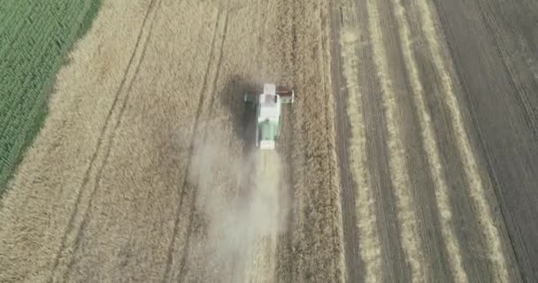 Aerial view of wheat harvest. Drone shot flying over three combine harvesters working on wheat field. — Stock Video