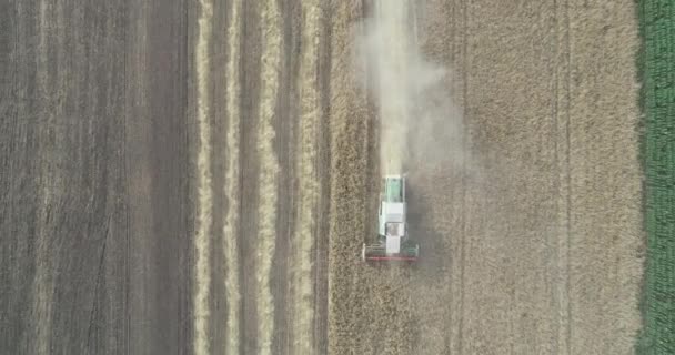 Luftaufnahme der Weizenernte. Drohnenschuss fliegt über drei Mähdrescher, die auf Weizenfeld arbeiten. — Stockvideo