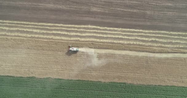 Widok z lotu pszennego. Dron strzał latający nad trzema kombajnami zbożowymi pracującymi na polu pszenicy. — Wideo stockowe