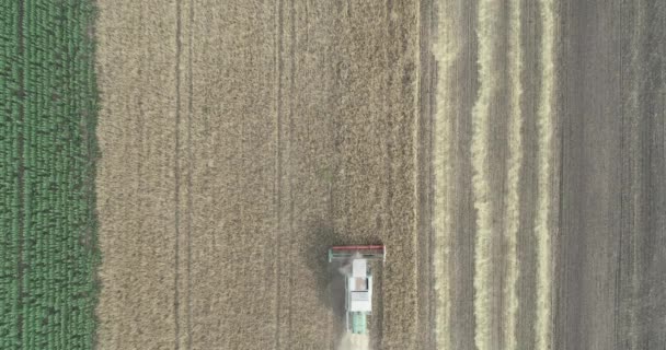 Aerial view of wheat harvest. Drone shot flying over three combine harvesters working on wheat field. — Stock Video