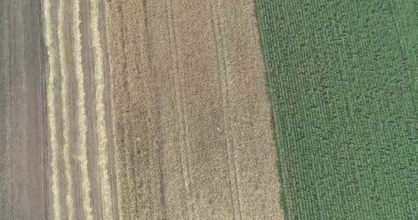 Aerial view of wheat harvest. Drone shot flying over three combine harvesters working on wheat field. — Stock Video