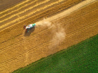 Buğday hasadının havadan görünüşü. Üç buğday tarlasında çalışan hasatçıların üzerinde uçan drone atışı.