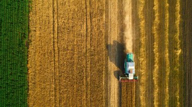 Buğday hasadının havadan görünüşü. Üç buğday tarlasında çalışan hasatçıların üzerinde uçan drone atışı..