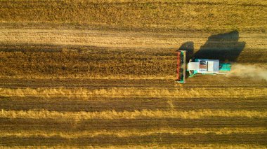 Buğday hasadının havadan görünüşü. Üç buğday tarlasında çalışan hasatçıların üzerinde uçan drone atışı..