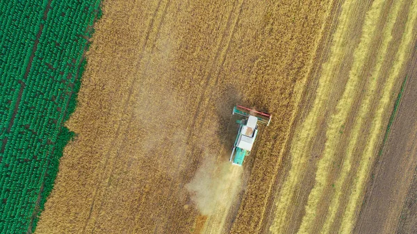 Buğday hasadının havadan görünüşü. Üç buğday tarlasında çalışan hasatçıların üzerinde uçan drone atışı. — Stok fotoğraf