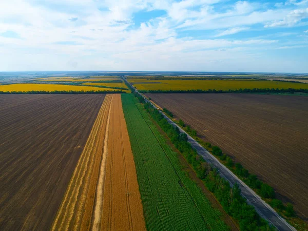 Luftaufnahme von Ackerland und Reihen von Feldfrüchten. Aus der Luft aufgenommen, Blick auf eine grüne Wiese im Sommer — Stockfoto