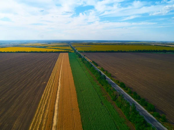 Aerial view of farmland and rows of crops. Taken from the air, looking down on a green field in summer — Stock Photo, Image