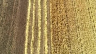 Buğday hasadının havadan görünüşü. Üç buğday tarlasında çalışan hasatçıların üzerinde uçan drone atışı..
