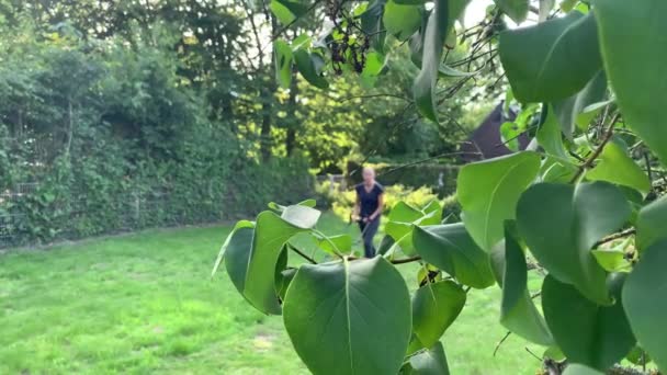美しい夏の日の間に自宅の庭で草を刈る若い白人女性 ロイヤリティフリーのストック動画