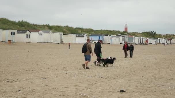 Panning Tiro Turistas Com Cães Durante Caminhada Praia Holandesa Ilha — Vídeo de Stock