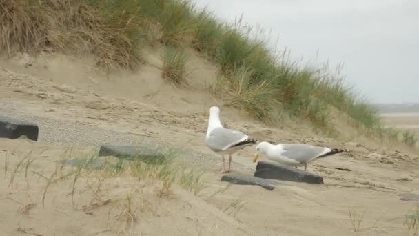 Couple Seagulls Searching Food Dunes Grass Beach Close Royalty Free Πλάνα Αρχείου