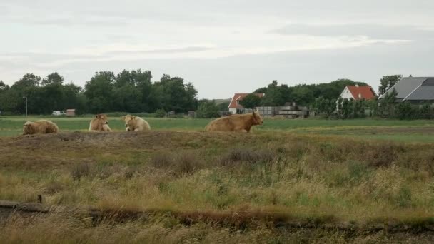 4Kワイドショット曇りの日の間に牧場の牧草地で休んでいる野生のスコットランドの牛を示しています 動画クリップ