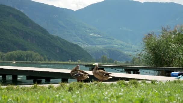 美しいカルダロ湖とイタリアの晴れた日の間に背景にアルプスの山々と草の上に休んでアヒルのカップル — ストック動画