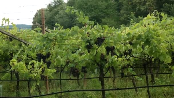 Bonita Plantação Vinhas Com Uvas Vinho Tinto Tirol Itália Durante — Vídeo de Stock
