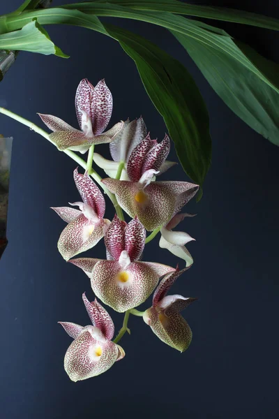 Orquídea Vermelho Branco Sobre Fundo Escuro — Fotografia de Stock