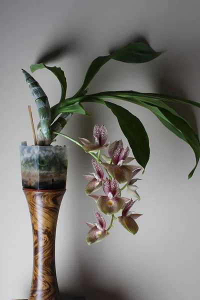 Orchidea Bílá Červenými Tečkami Světlém Pozadí — Stock fotografie