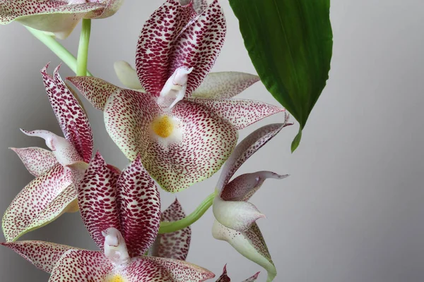 Orquídea Branca Com Pontos Vermelhos Fundo Claro — Fotografia de Stock