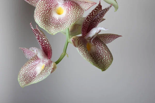 Orquídea Branca Com Pontos Vermelhos Fundo Claro — Fotografia de Stock