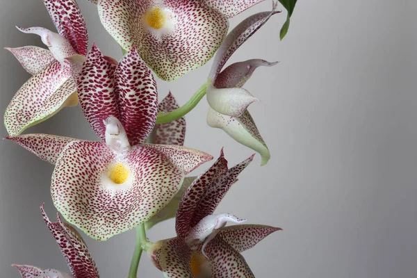 Orquídea Branca Com Pontos Vermelhos Fundo Claro — Fotografia de Stock