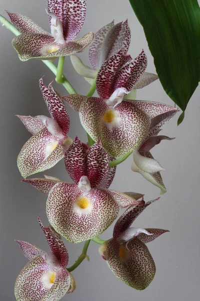 Орхидея Белого Цвета Красными Точками Светлом Фоне — стоковое фото