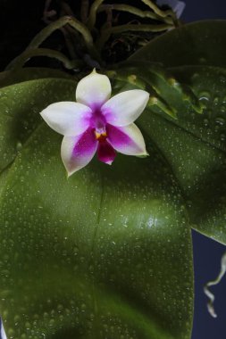 orkide büyük damla yaprakları siyah bir arka plan ile