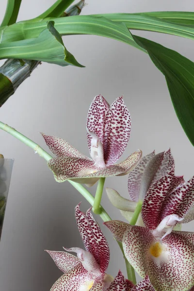 Орхидея Белого Цвета Красными Точками Светлом Фоне — стоковое фото