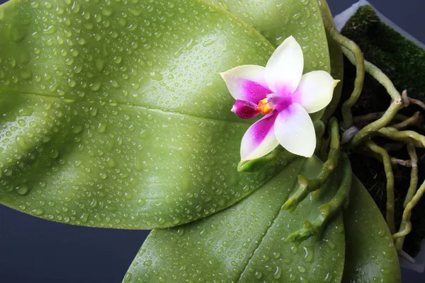 Орхидея Большими Листьями Капель Черном Фоне — стоковое фото