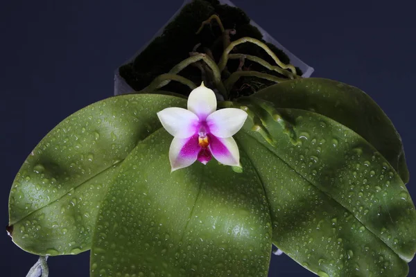 Орхидея Большими Листьями Капель Черном Фоне — стоковое фото