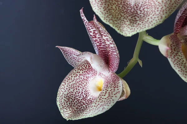 Орхидея Белого Цвета Темном Фоне — стоковое фото