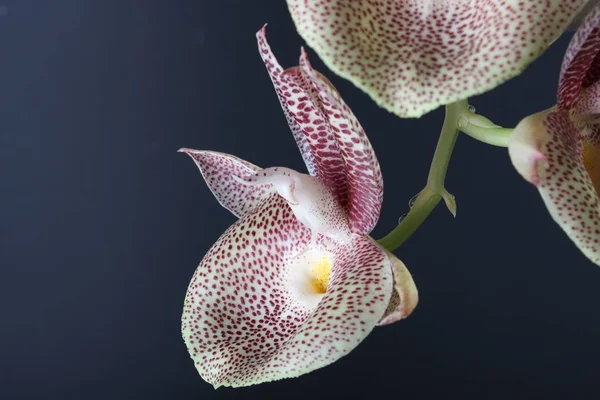 Orquídea Blanco Rojo Sobre Fondo Oscuro — Foto de Stock